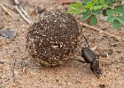 06) Dung Beetle.jpg